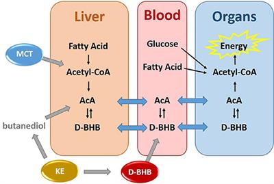 Metabolism of Exogenous D-Beta-Hydroxybutyrate, an Energy Substrate Avidly Consumed by the Heart and Kidney